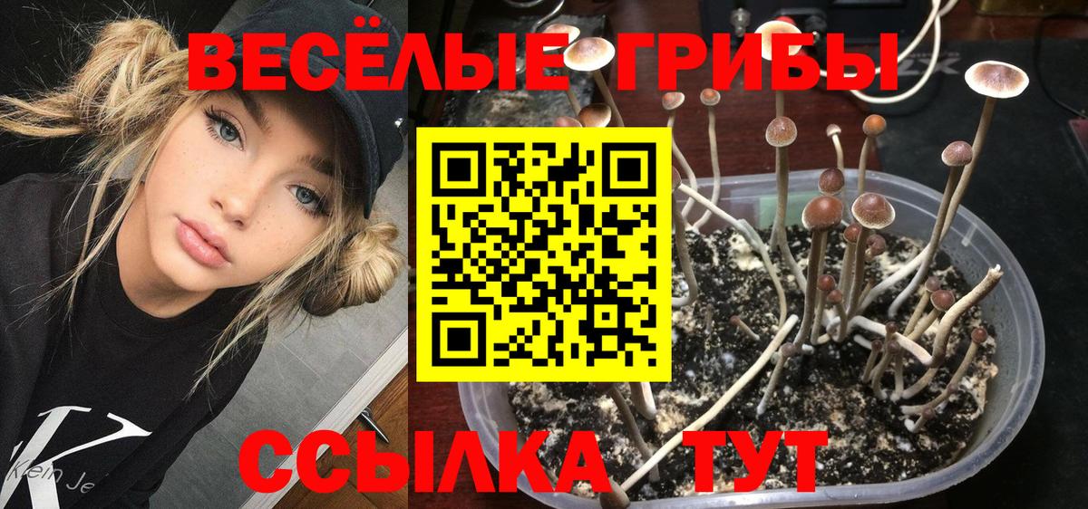 Галлюциногенные грибы Psilocybine cubensis Балахна